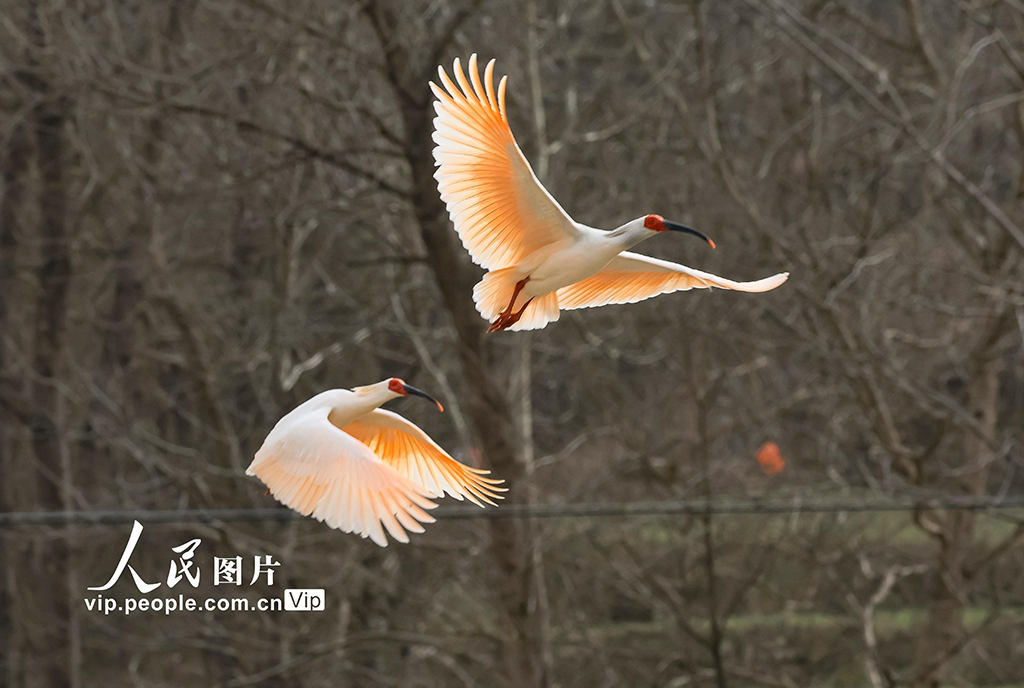 甘肃康县：首次发现朱鹮【2】