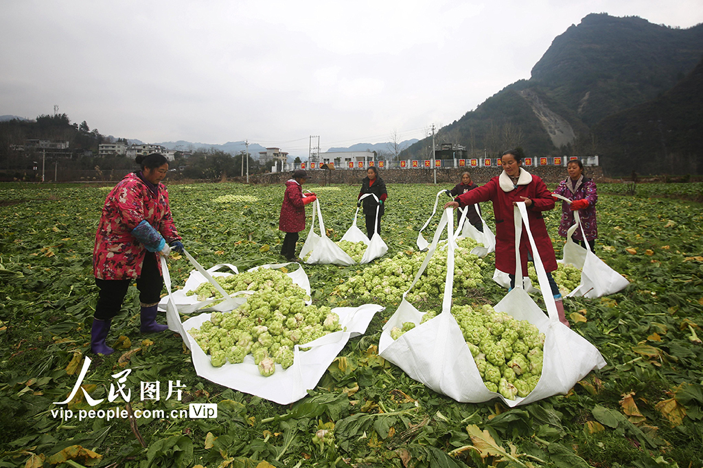 湖北咸丰：无人机助力青菜头抢收【2】
