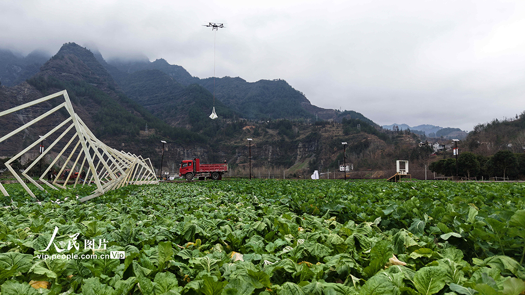 湖北咸丰：无人机助力青菜头抢收【4】