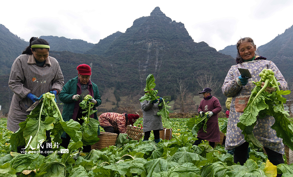 湖北咸丰：无人机助力青菜头抢收【5】