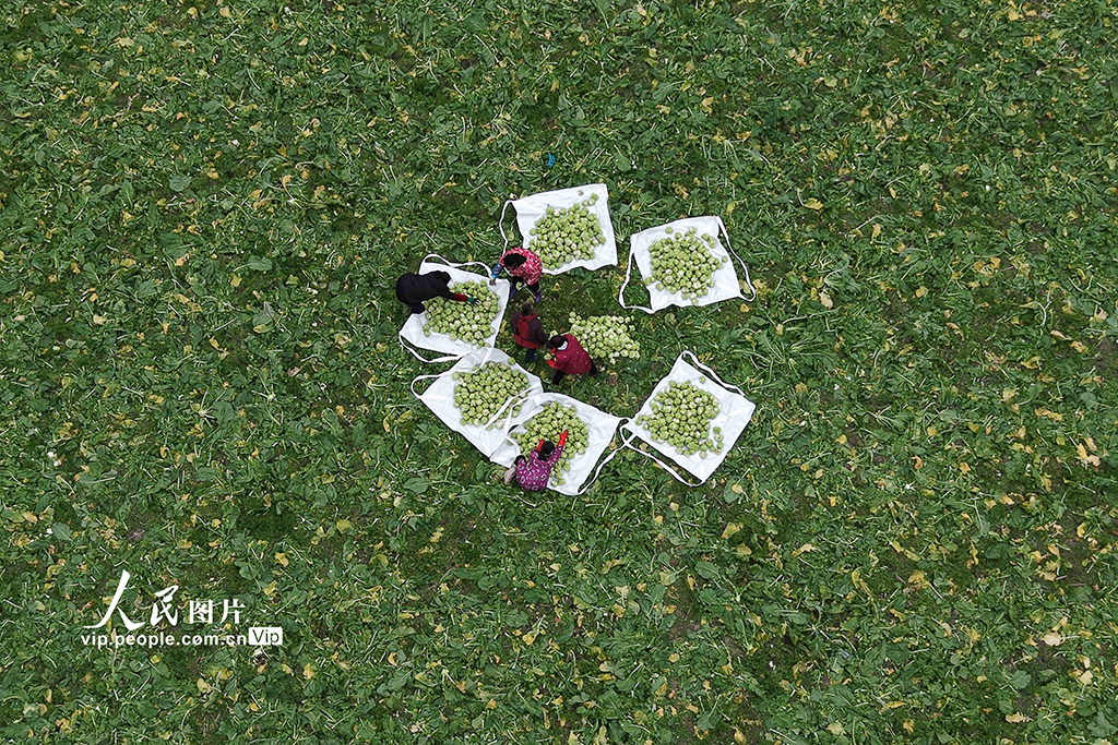 湖北咸丰：无人机助力青菜头抢收【6】