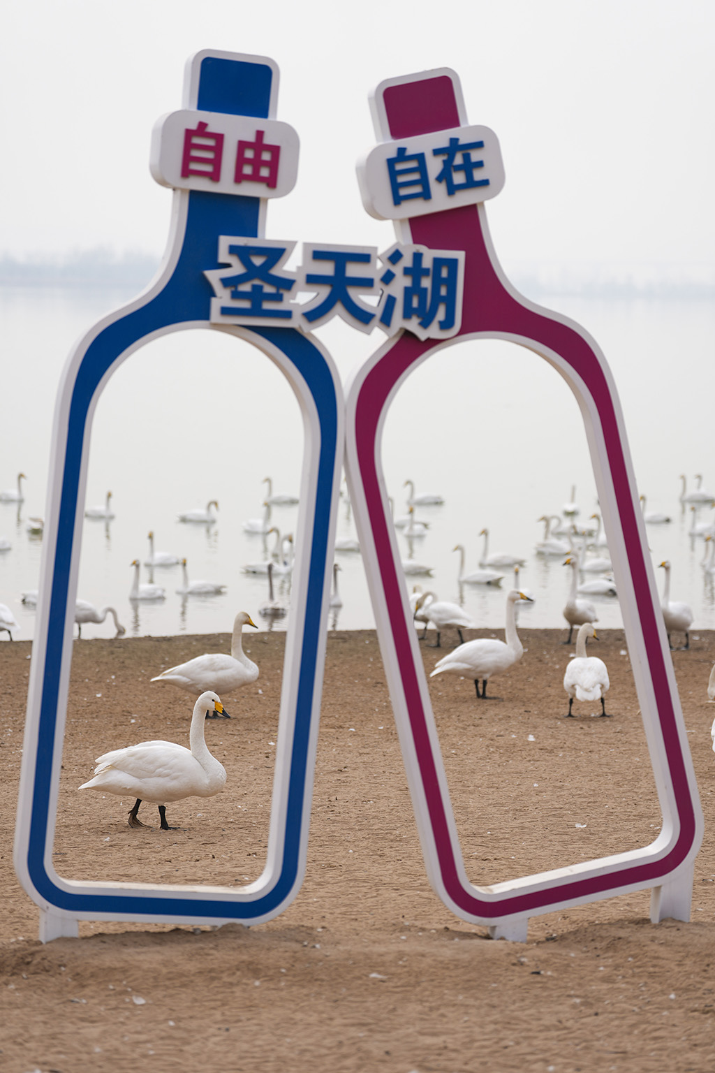 2026年1月14日,天鹅在山西省运城市芮城县圣天湖栖息。新华社记者 杨晨光 摄