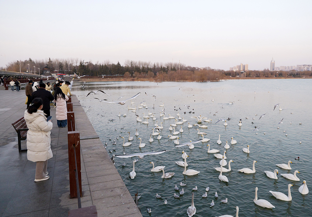 2026年1月20日,游客在三门峡天鹅湖国家城市湿地公园游玩。新华社记者 李嘉南 摄