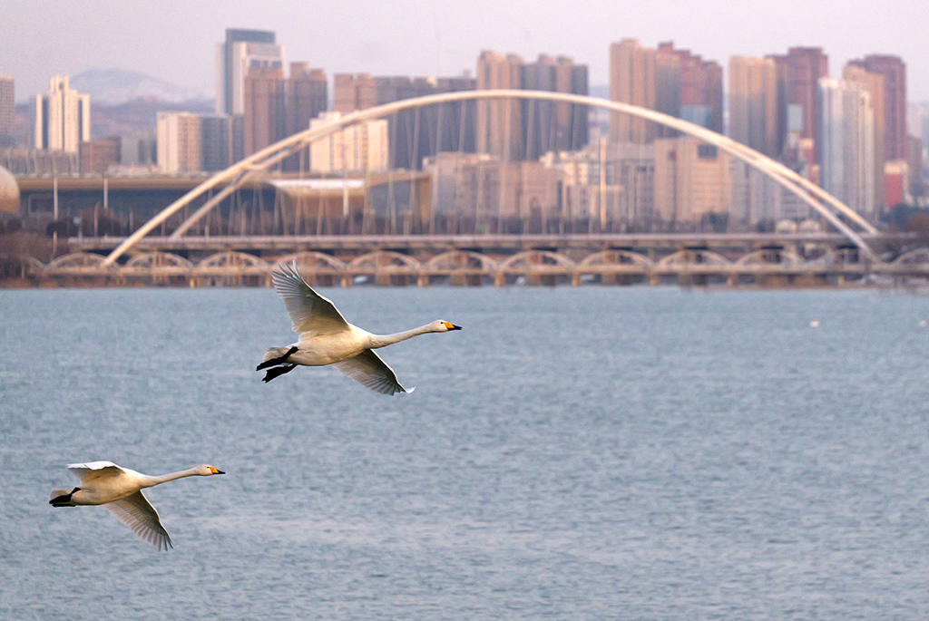 2026年1月20日,大天鹅在天鹅湖国家城市湿地公园飞翔。新华社记者 李嘉南 摄