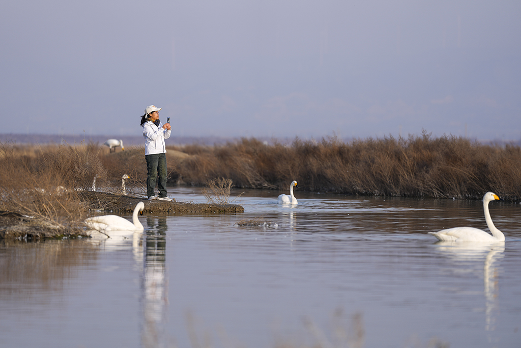 2026年1月13日,游客在山西运城盐湖观赏天鹅。新华社记者 杨晨光 摄