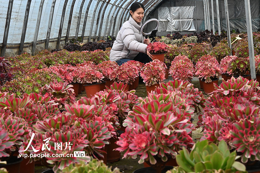 河北邯郸：多肉植物俏销市场【2】