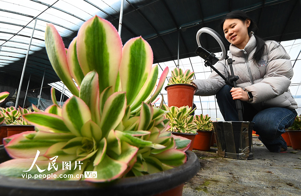 河北邯郸：多肉植物俏销市场【3】