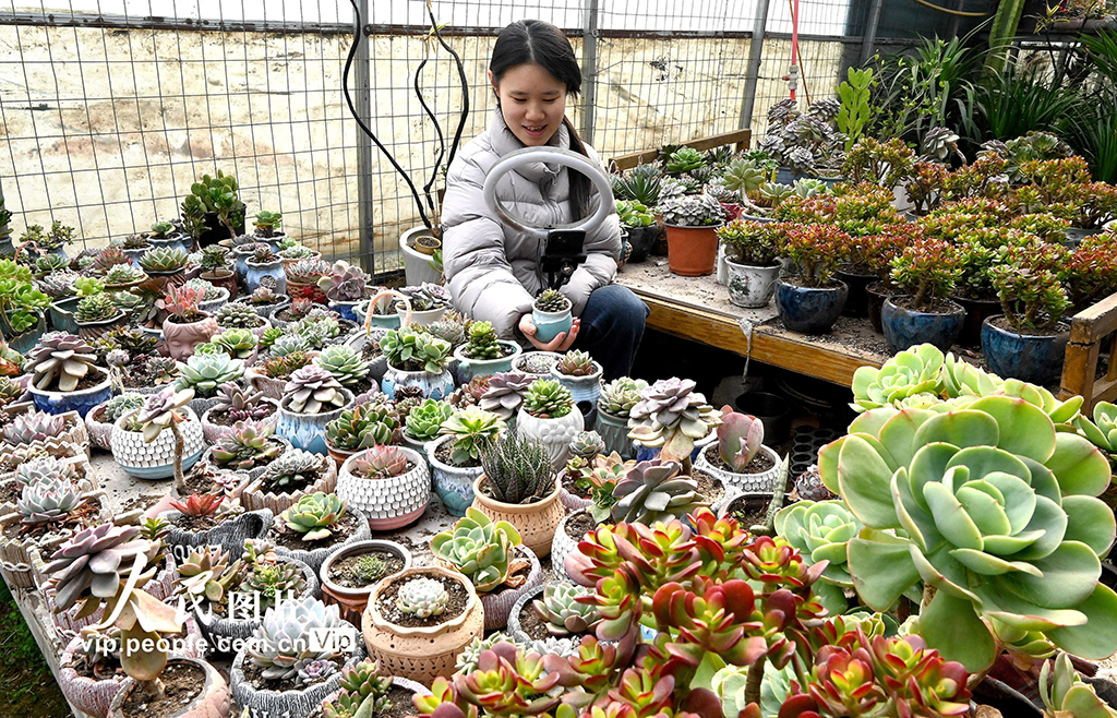 河北邯郸：多肉植物俏销市场【4】