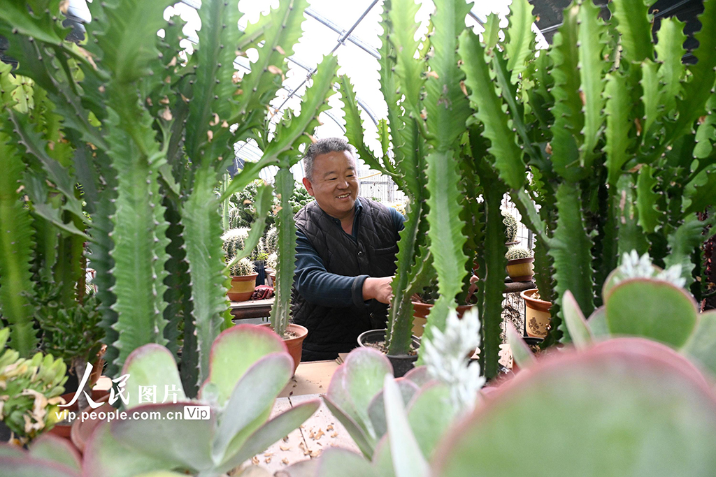 河北邯郸：多肉植物俏销市场【5】