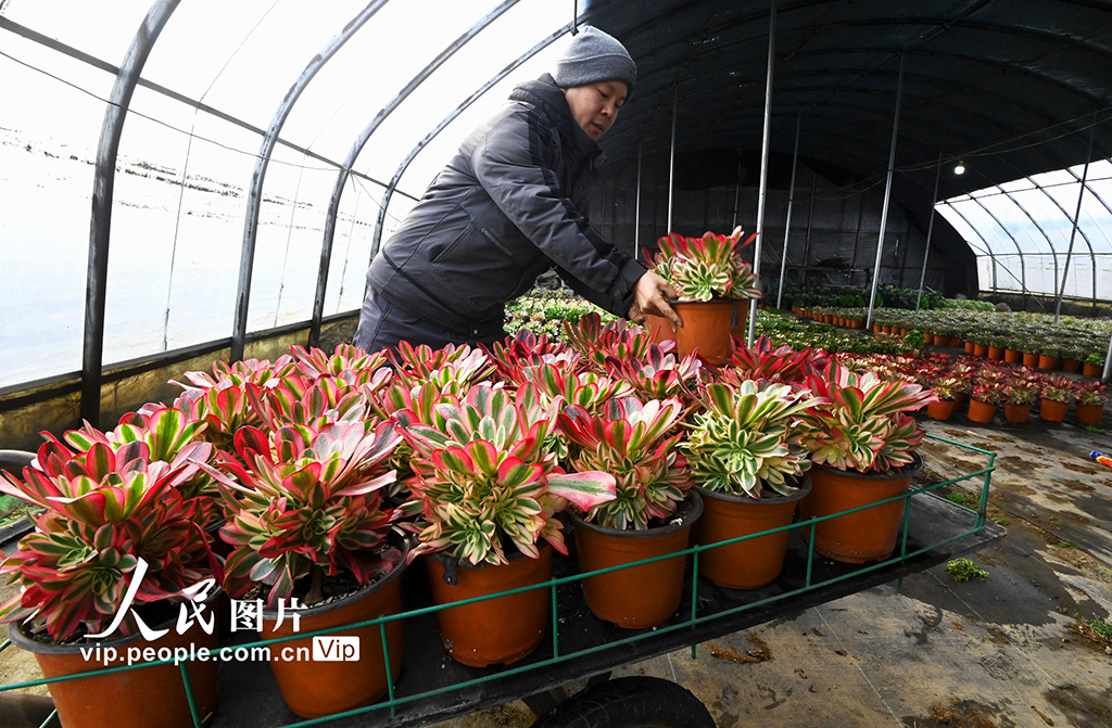河北邯郸：多肉植物俏销市场【6】