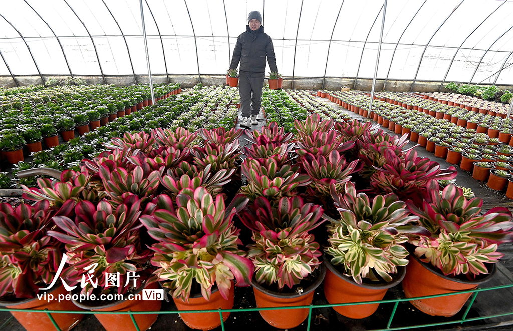 河北邯郸：多肉植物俏销市场【7】