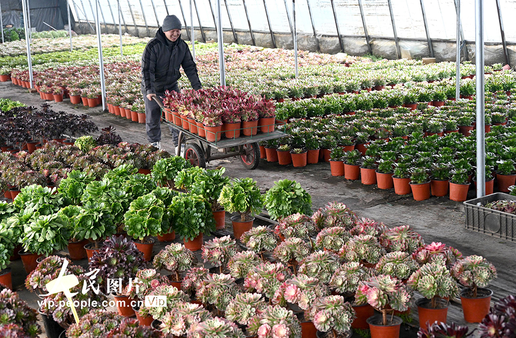 河北邯郸：多肉植物俏销市场【8】