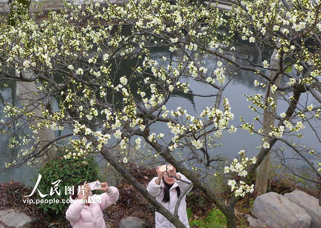 江苏苏州：拙政园早梅花开引客来【6】