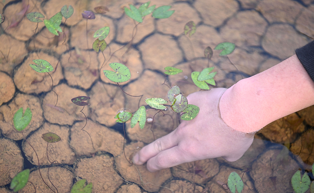 1月27日，在广州云溪植物园，工作人员查看睡莲幼苗长势。新华社记者 邓华 摄