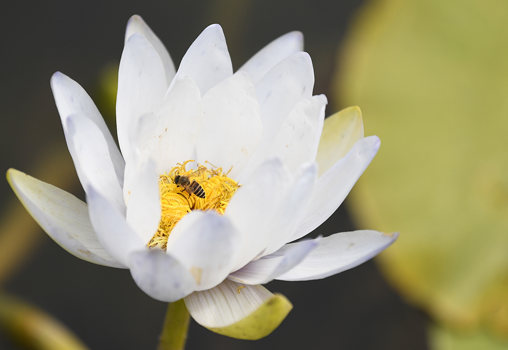 这是1月27日在广州云溪植物园拍摄的睡莲。