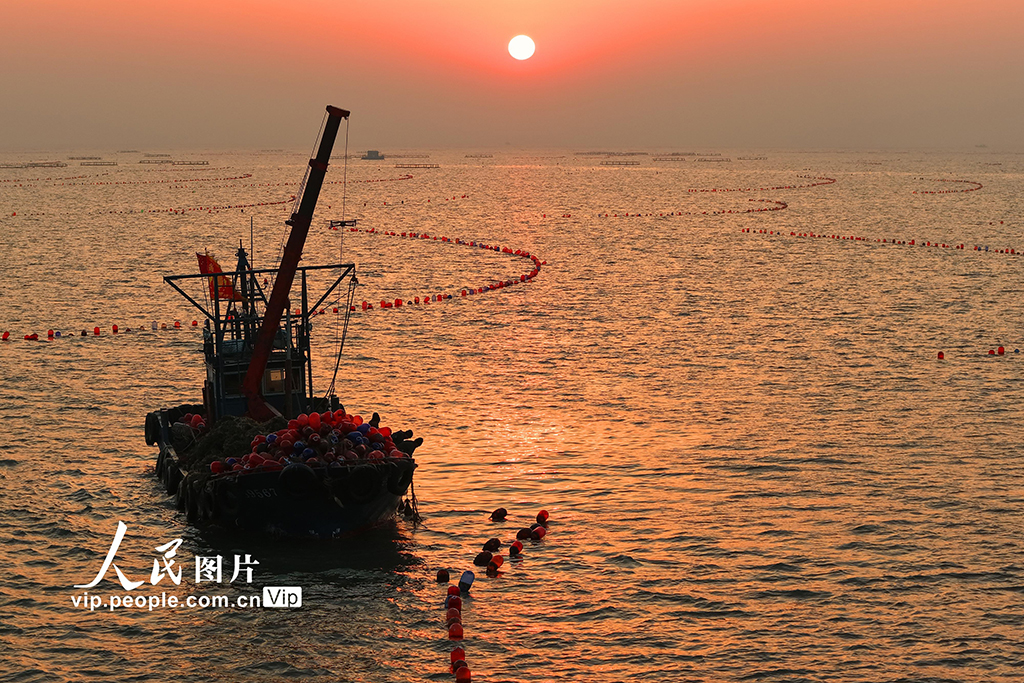 山东日照：收获牡蛎 供应市场【3】