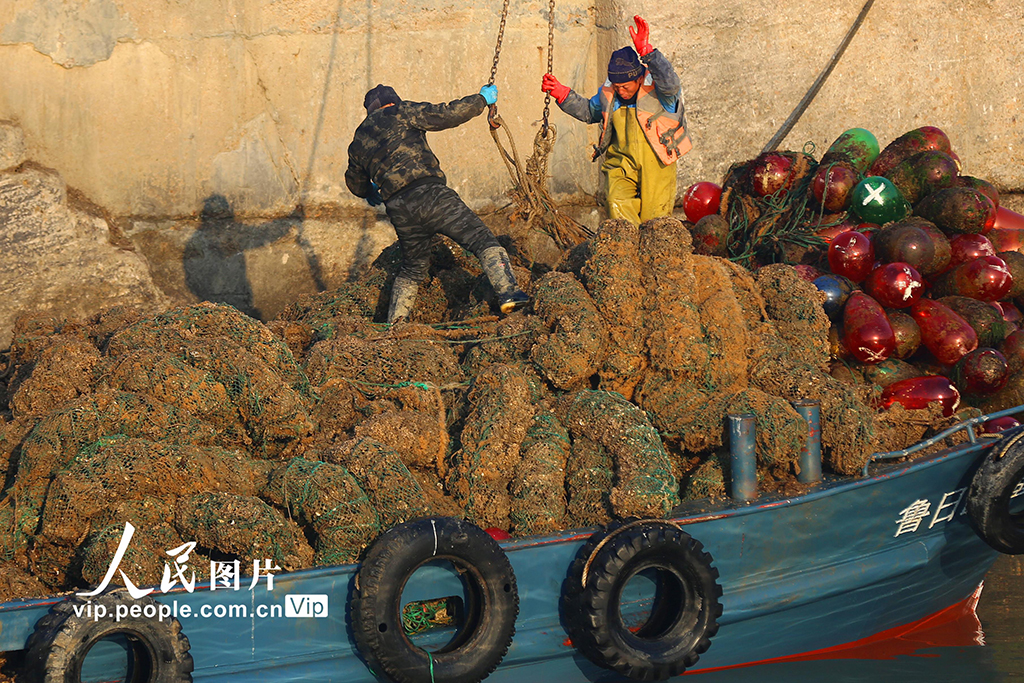 山东日照:收获牡蛎 供应市场【4】