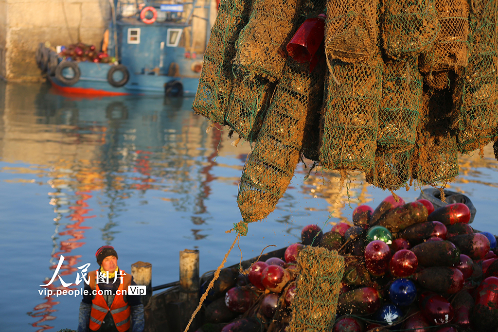 山东日照：收获牡蛎 供应市场【2】