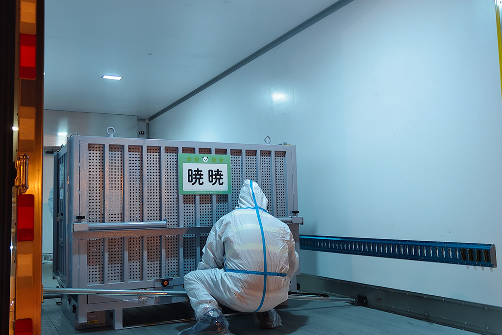 1月28日凌晨，中国大熊猫保护研究中心工作人员检查大熊猫“晓晓”状况。新华社发（中国大熊猫保护研究中心供图）