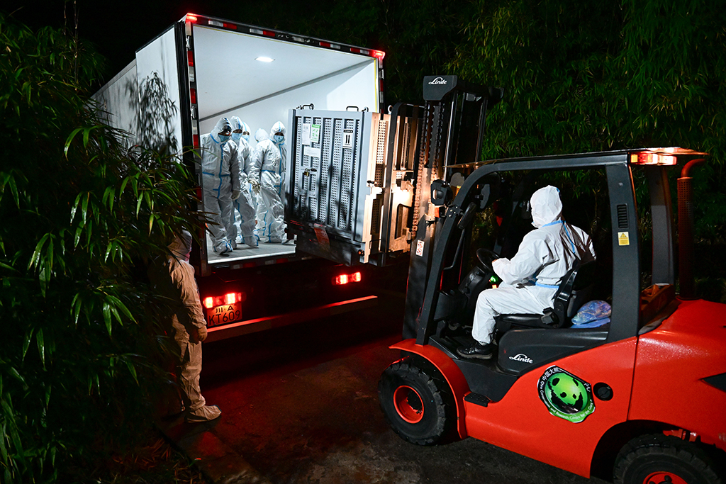 1月28日凌晨,大熊猫“晓晓”“蕾蕾”抵达中国大熊猫保护研究中心雅安基地。新华社发(中国大熊猫保护研究中心供图)