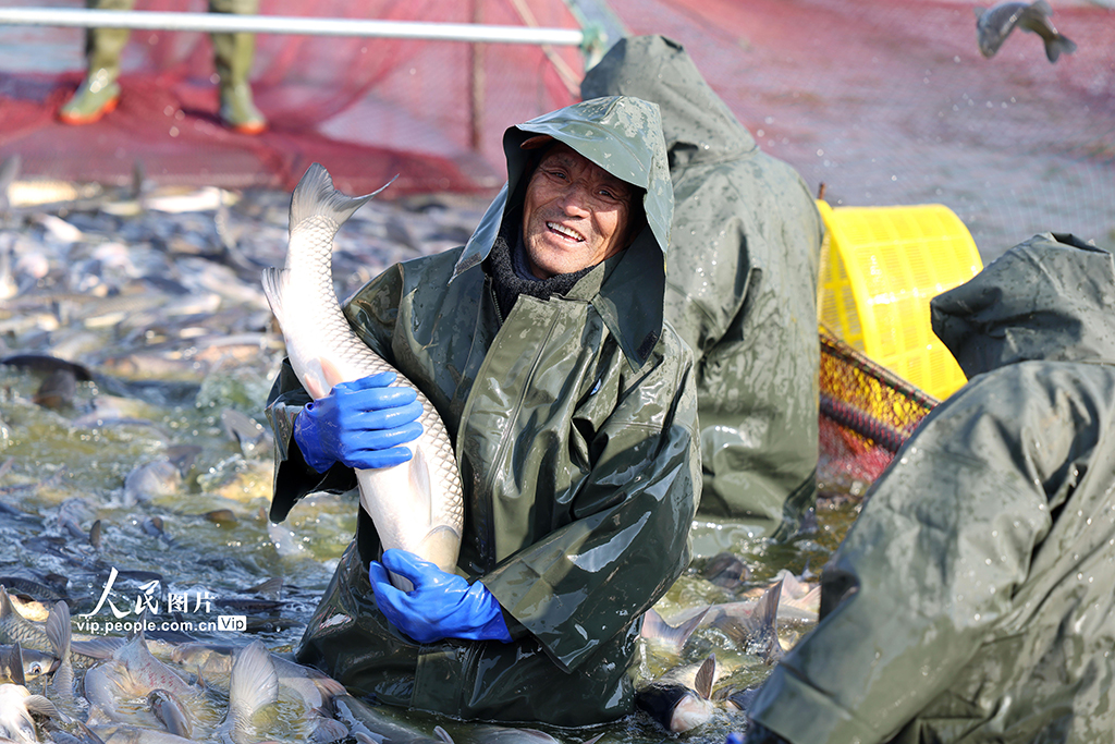 江苏淮安：冬日捕鱼 供应市场【2】