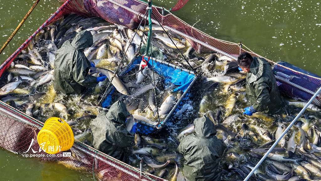 江苏淮安：冬日捕鱼 供应市场【4】
