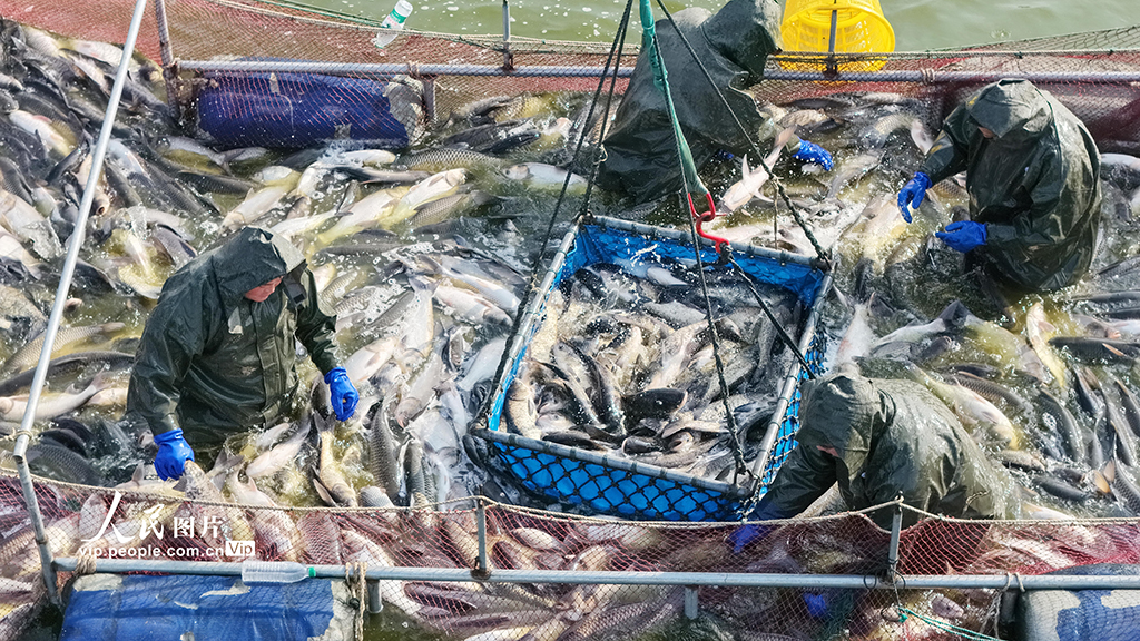江苏淮安：冬日捕鱼 供应市场【3】