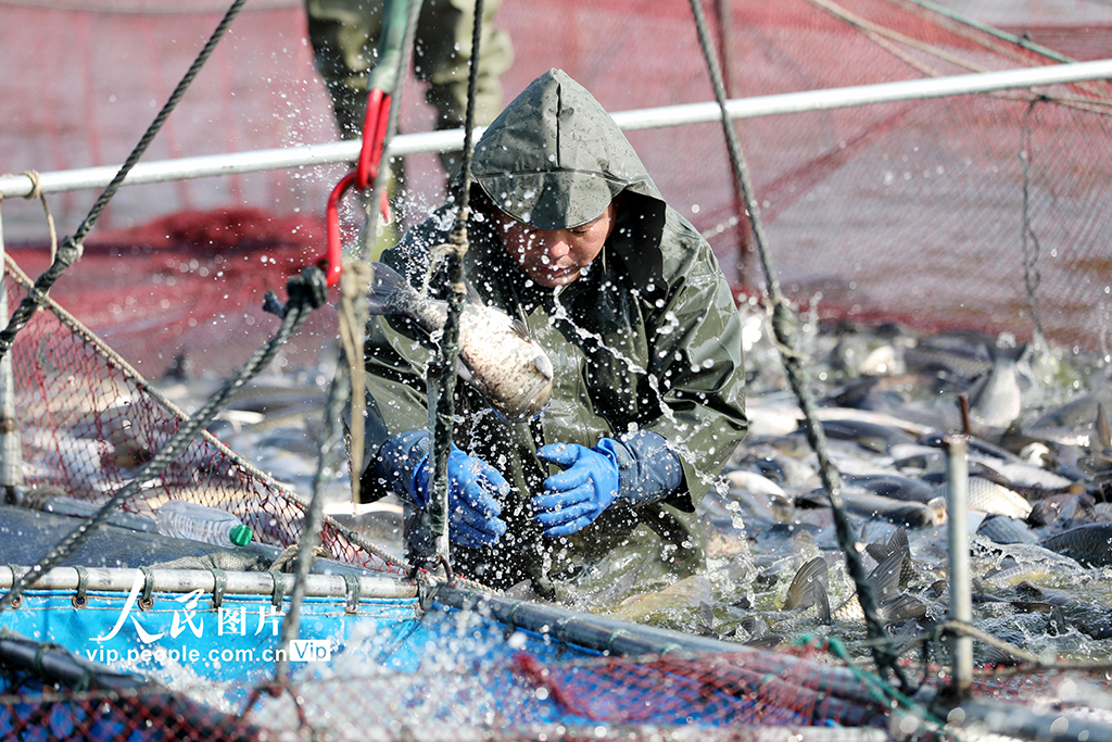 江苏淮安：冬日捕鱼 供应市场【6】