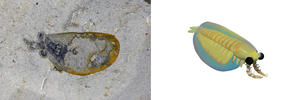 花垣生物群节肢动物-苏鲁斯虾化石图（左）和复原图。新华社发