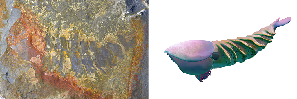 花垣生物群射齿类节肢动物-赫德虾类化石图（左）和复原图。新华社发