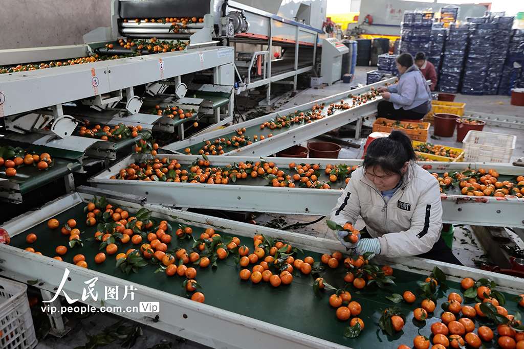 广西蒙山:砂糖橘热销【3】