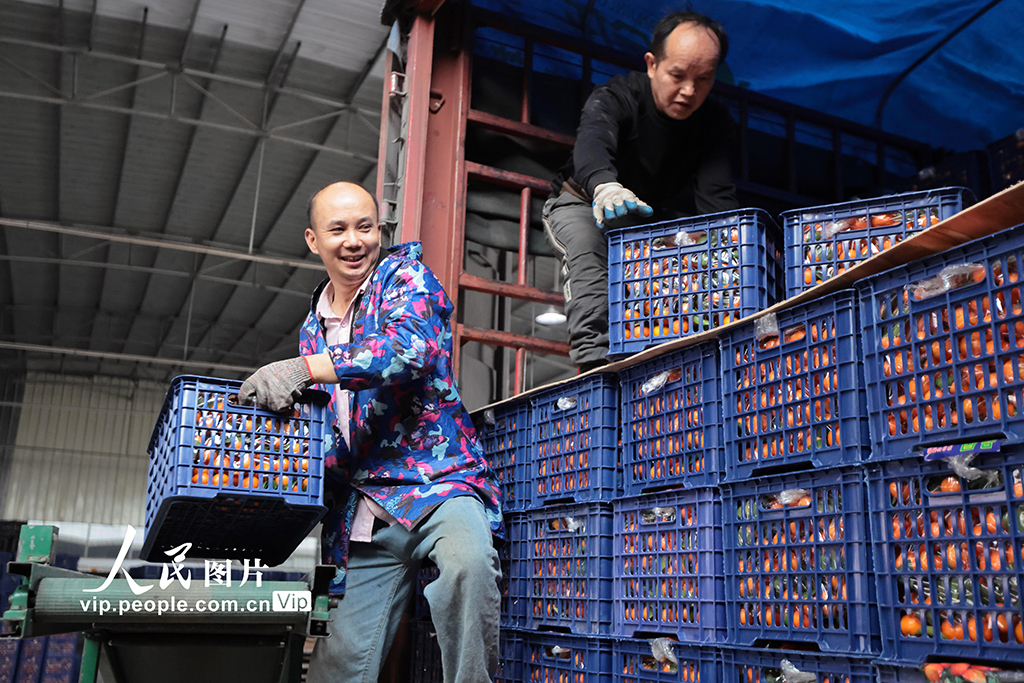 广西蒙山:砂糖橘热销【7】