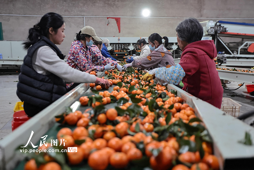 广西蒙山:砂糖橘热销【2】