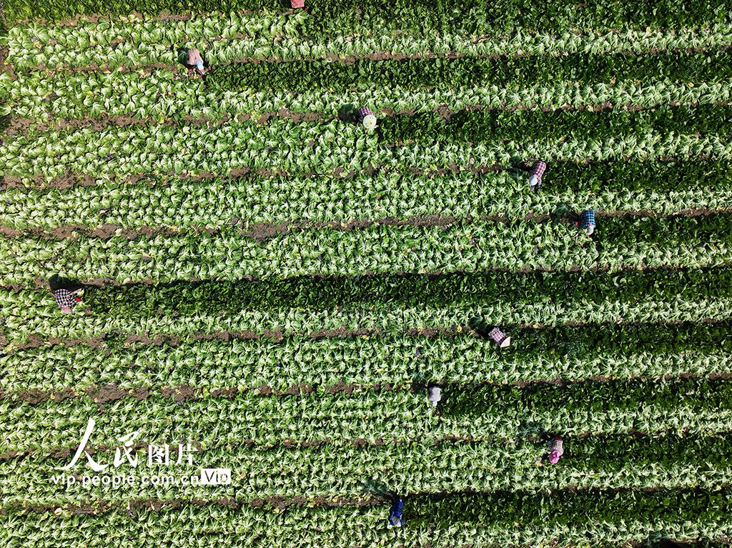 广西灵山：抢收芥菜供应春节市场【4】