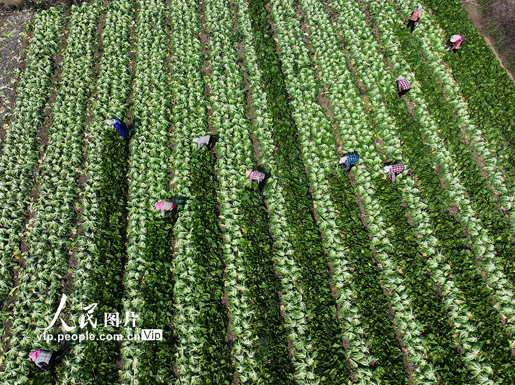 广西灵山：抢收芥菜供应春节市场【5】