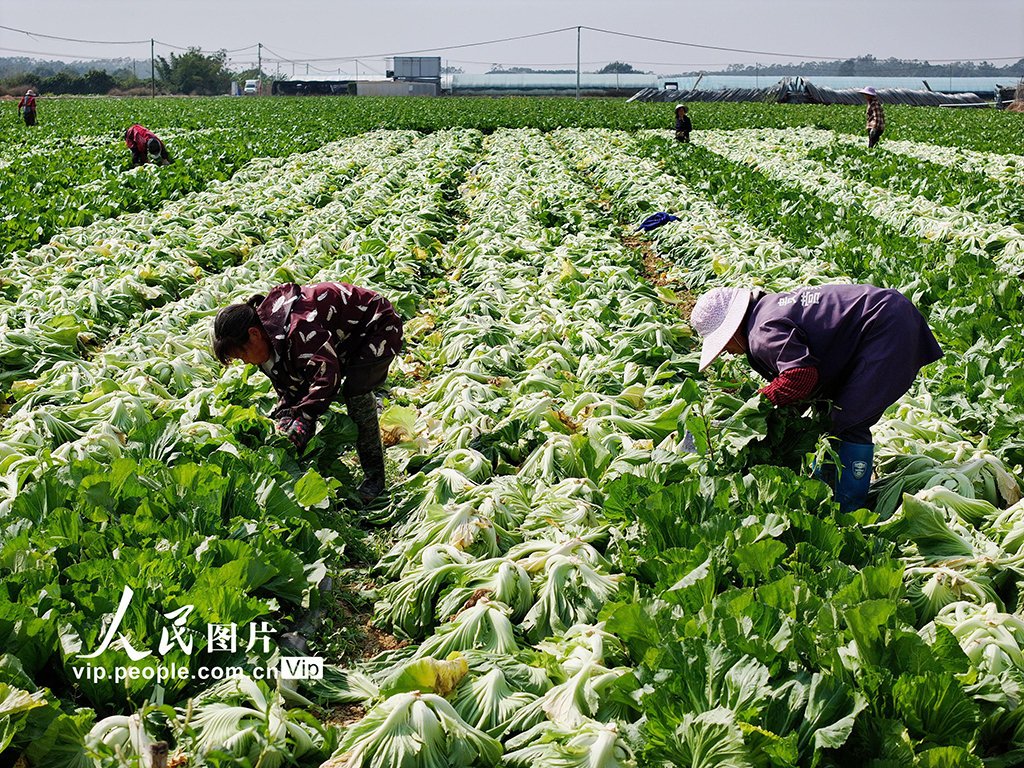 广西灵山：抢收芥菜供应春节市场【3】