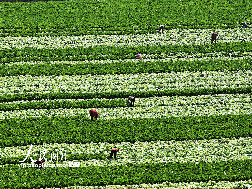 广西灵山：抢收芥菜供应春节市场【2】