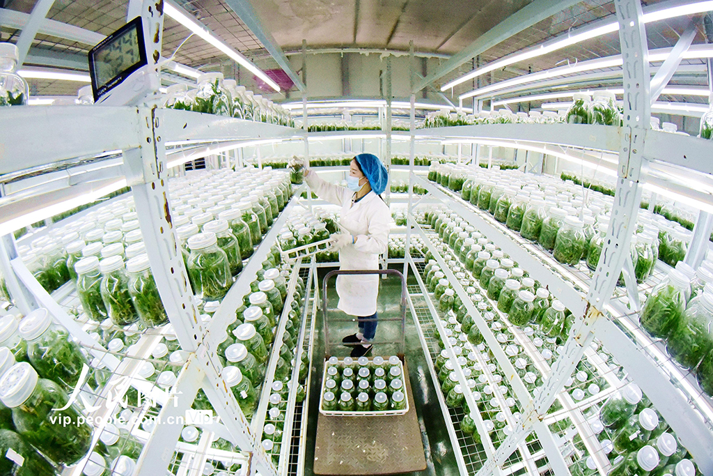 贵州从江:科技育苗备春耕【4】