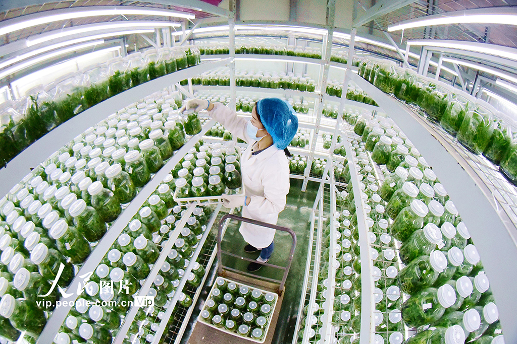 贵州从江:科技育苗备春耕【5】