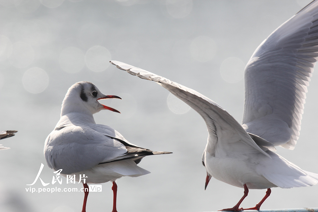 山东青岛：栈桥赏鸥【4】