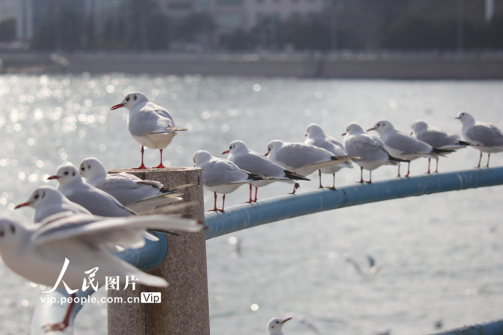 山东青岛：栈桥赏鸥【5】
