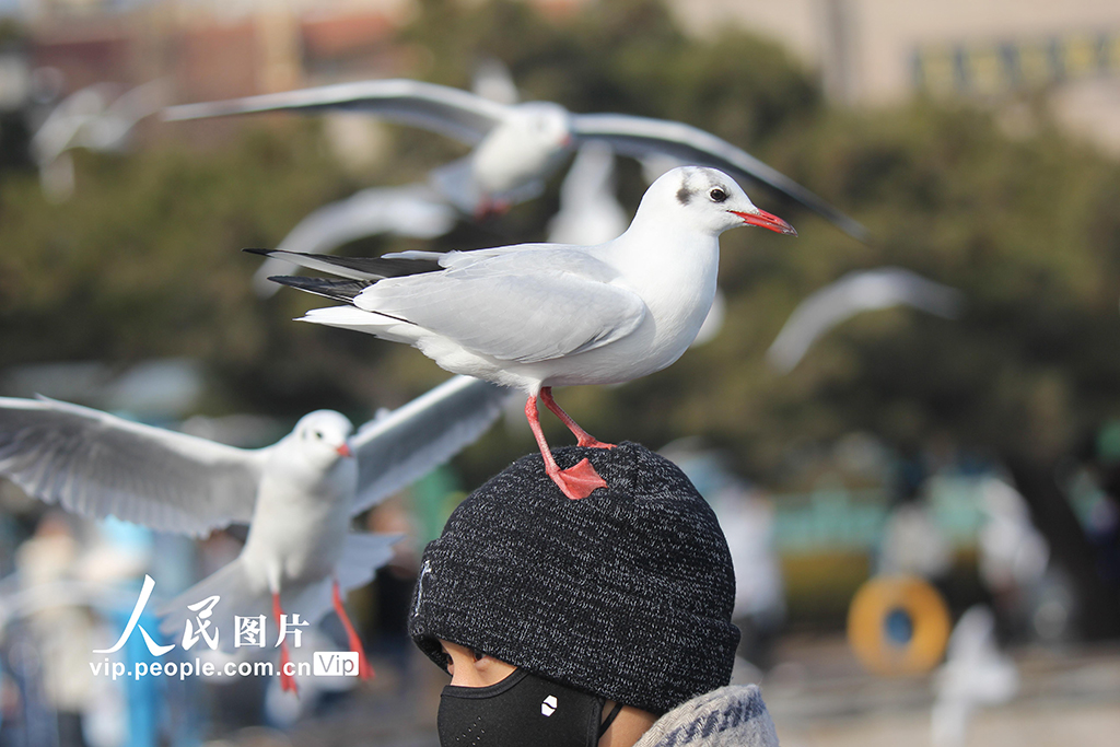 山东青岛：栈桥赏鸥【6】
