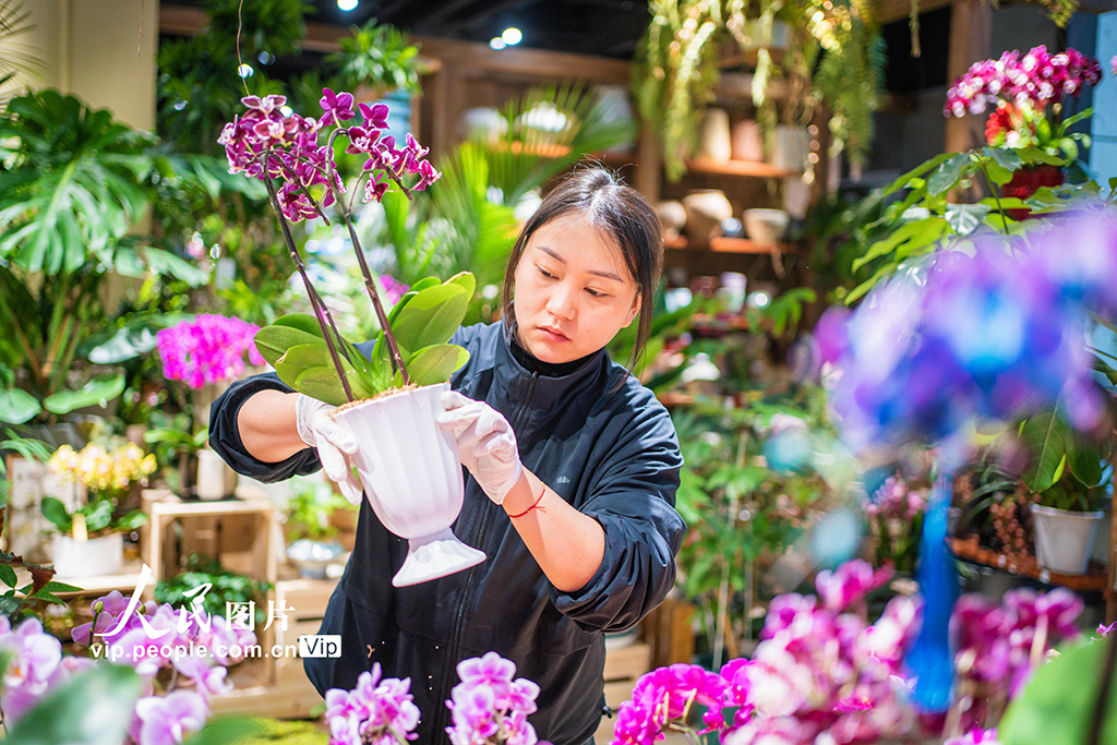 上海：年宵花争奇斗艳【3】