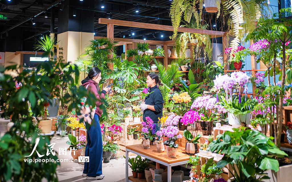 上海：年宵花争奇斗艳【7】