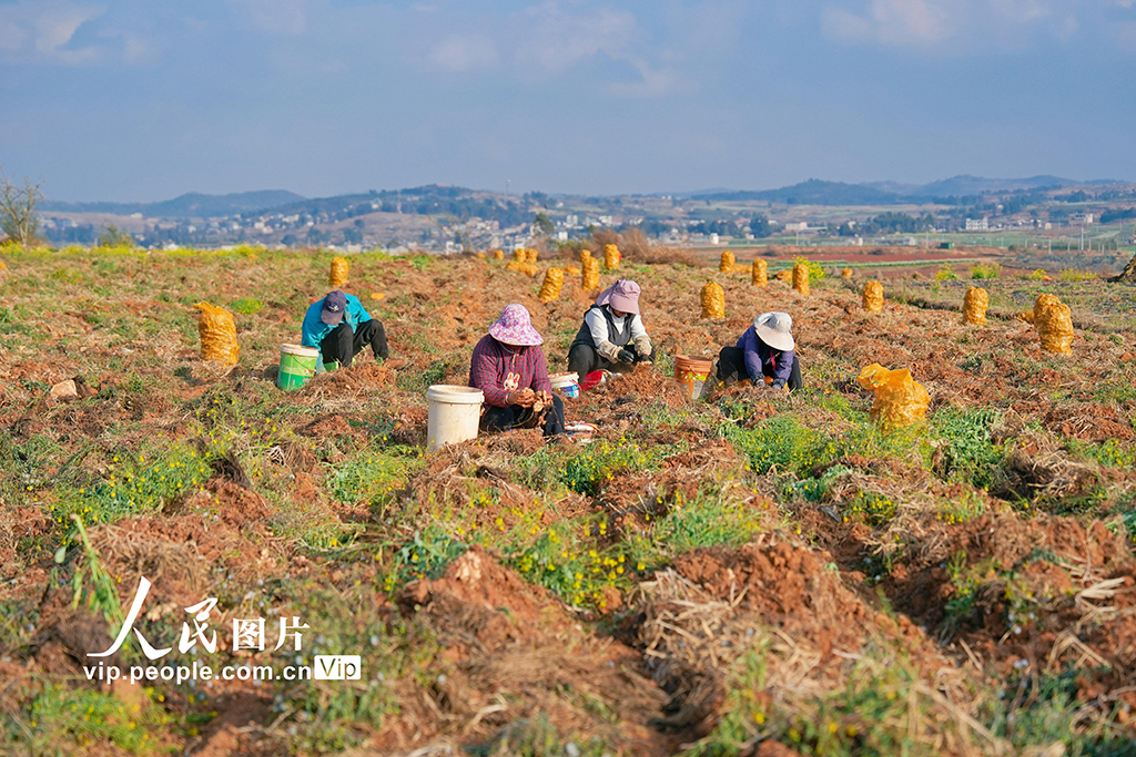 云南陆良:冬日生姜采收忙【3】