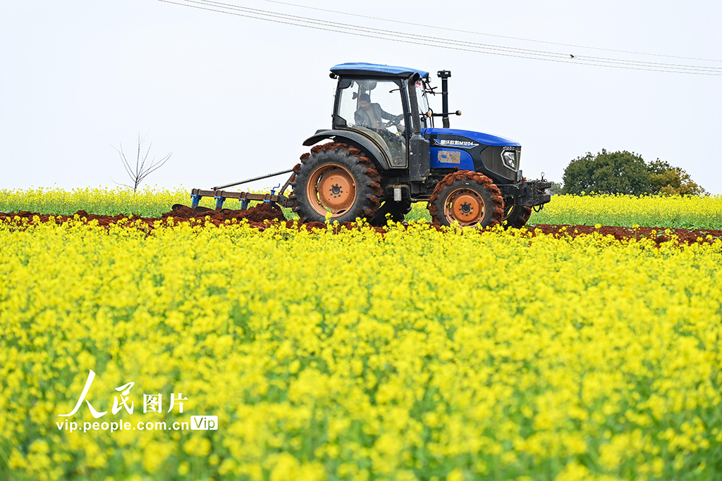 江西樟树：立春将至农事忙【2】