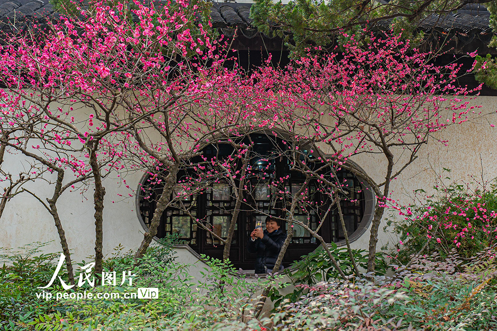 上海：曲水园赏梅【2】