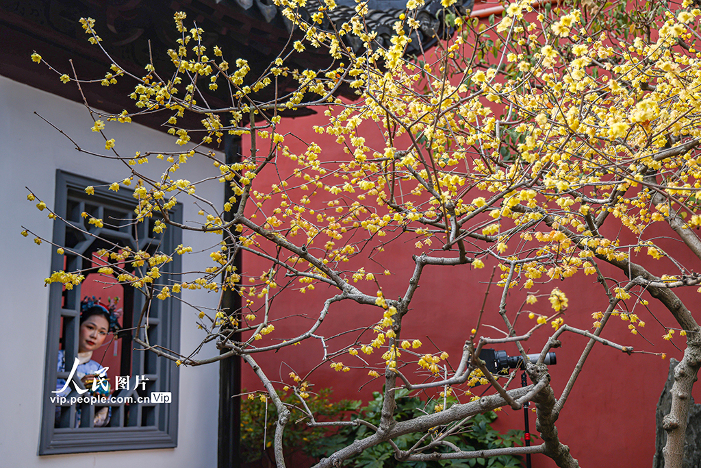 上海：曲水园赏梅【7】