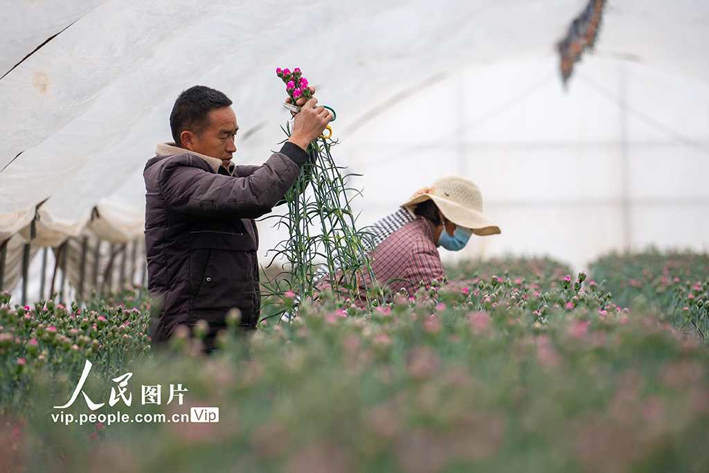 云南曲靖：采收鲜花供市场【3】