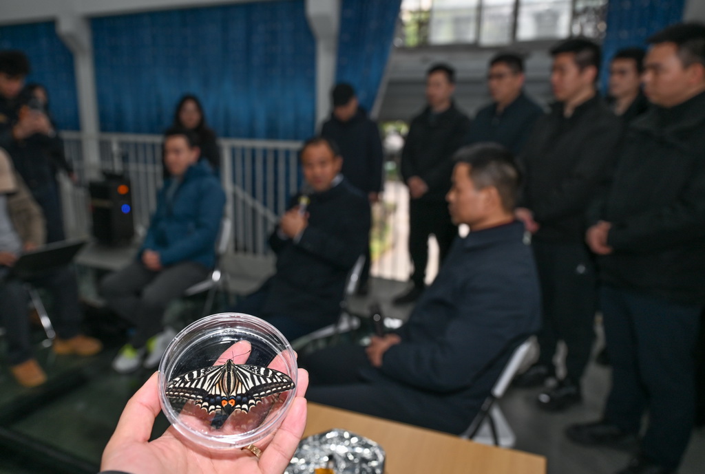 2月2日，在重庆大学深空探测联合研究中心，研究人员展示柑橘凤蝶标本。